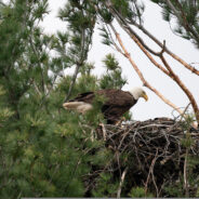 A Literal Family Meal— Eagle Ended Up Adopting A Baby Hawk She Caught To Feed Her Eaglets