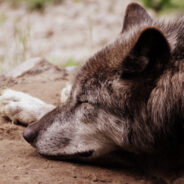 A Man’s Life Was Saved by the Same Wolf He Helped Four Years Ago