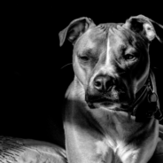 Abused Pit Bull With Missing Snout Inspires People Around The World