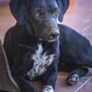 After Learning They Can’t Have Children, Couple Finds Dog That Fills Their Home with Love