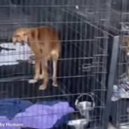 Alabama Animal Shelter Pleas For Fosters And Adopters As Dogs Are Being Kenneled Outside