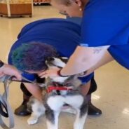 Alaskan Malamute Creates a Hilarious Scene as She Refuses to Leave Her Favorite Store