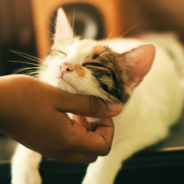 Animal Reiki: The benefits for your pet