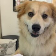 At This Shelter, Any Employee Can Shadow Any Other Employee for a Day