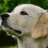 Bald Golden Retriever Dumped at Shelter, Waits for a Forever Home for Months