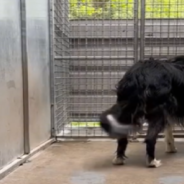 Blind Rescue Dog Finally Goes Home After 15 Months At The Shelter