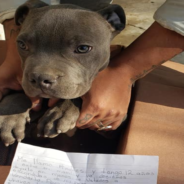 Boy Abandons Puppy In A Box With Heartbreaking Letter For Whoever Finds Him