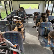 Bus Picks Up Dogs For “School” Every Day In Alaska