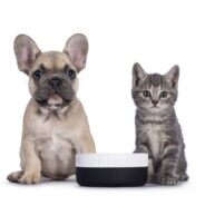 Can Dogs Eat Cat Food?