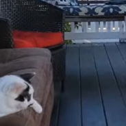 Cat Forms Unlikely Friendship With Bird And Squirrel That Visit His Porch