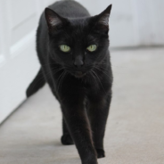 Cat Rings Doorbell And Begs To Be Let In After Realizing The Outdoor Life Isn’t For Him