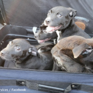 Couple “Shocked” To Find Zipped-Up Suitcase With Four Puppies Inside