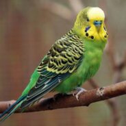 Couple Works for Months to Catch Stray Parakeet in Their Yard