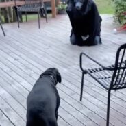 Dad Attempts To Scare Dog With Spooky Halloween Costume And Her Reaction Was Captured On Video