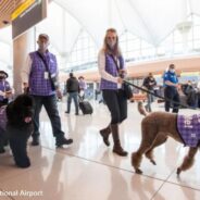 Denver International Airport Sets World Record for Largest Airport Therapy Animal Program