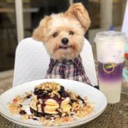 Dining and Travel Tips from Dog Influencer Popeye the Foodie Dog