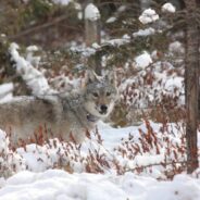 DNA Test Confirms That Endangered Wolf Was Killed in New York During Coyote Hunt