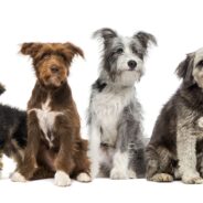 Do Mixed Breeds Live Longer Than Purebred Dogs?