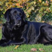 Dog Helps Her Fur Mom As She Works to Get Sober