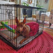 Dog Kennels vs Crates: How to Safely Keep Your Dog Contained