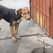 Dog Waits At Gate In Hopes That Someone Will Help Her And Her Sisters