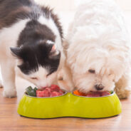 Dogs and Cats Will Love You for Making This Simple Diet Change