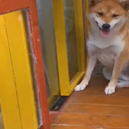 Dogs Have A Blast Going Down Their Very Own Spiral Slide