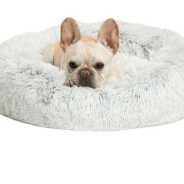 Donut Bed is Right for Your Dog?