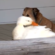 Duck Comforts Grieving Dog After His Friend Died