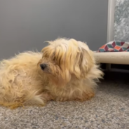 Excited Rescue Puppies Say “Thank You” To The People Who Saved Them