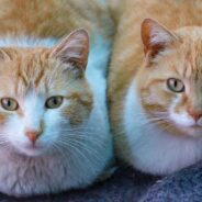 Family Adopts Multiple Special Needs Cats with Same Neurological Disorder