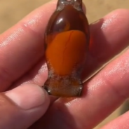 Fisherman Rescues Shark Egg On The Beach And Takes It Home To Hatch