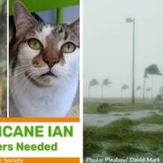 Florida Humane Society Seeks “Storm Troopers” To Foster Pets As Hurricane Ian Approaches