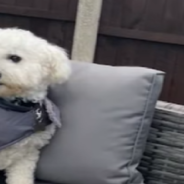 Fluffy Dog Can’t Stop Smiling When Owner Gives Him A Thumbs Up