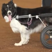 Former Agility Dog Runs Competition After Injury Leaves Her Paralyzed