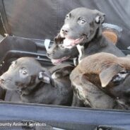 Four Puppies Found In Zipped Suitcase Along North Carolina Highway