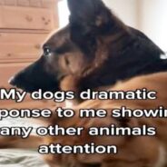 German Shepherd is So Jealous of Cat that She Forbids Their Owner from Petting the Feline!