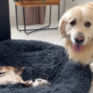 Golden Retriever Doesn’t Know How To React When Kittens Take Over His Bed