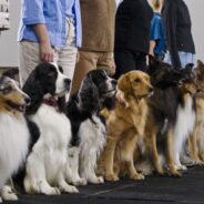 Guide to Dog Obedience Training