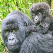 Habitat Destruction, Poachers and Human-Transmitted Disease Could Erase Progress Made With Endangered Mountain Gorilla