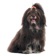 Havanese