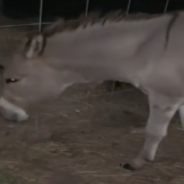 Heroic Donkey Saves His Goat Friend’s Life In The Middle Of The Night