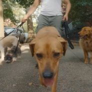 How This Guy Makes $100k A Year Walking Dogs In NYC