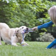 How to Choose Durable Dog Toys