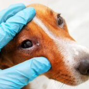 How to Treat a Dog Eye Infection