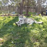 Husky Fosters Tiny Kitten In Adorable Viral Video