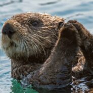 Interesting Facts About One of the Ocean’s Smartest Animals: Sea Otters