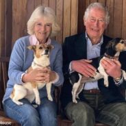 Jack Russells, Bluebell & Beth, Will Be First Rescue Dogs To Live At Buckingham Palace