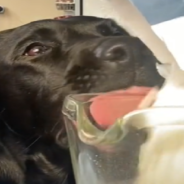 Labrador Helps Make Her Own Birthday Cake