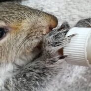 Man Rescues Baby Squirrel And Now The Squirrel Won’t Leave